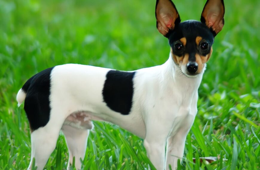 Toy Fox Terrier