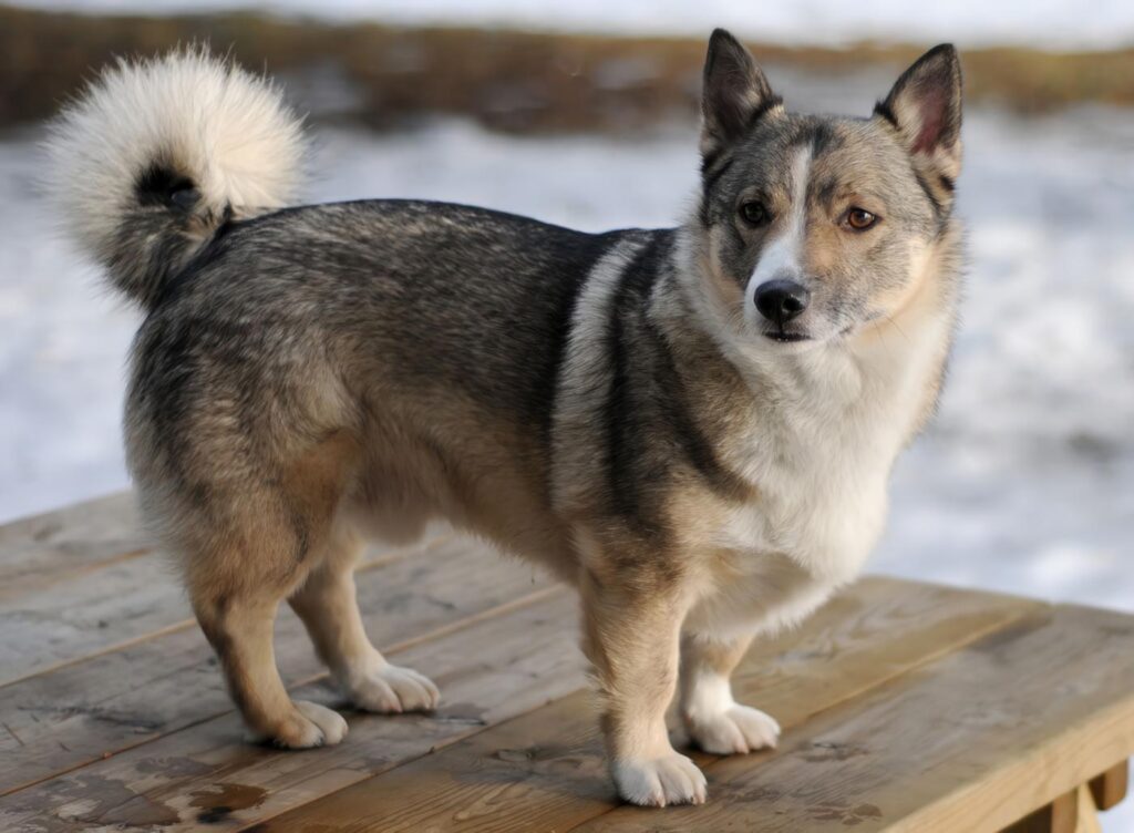 Vallhund Sueco