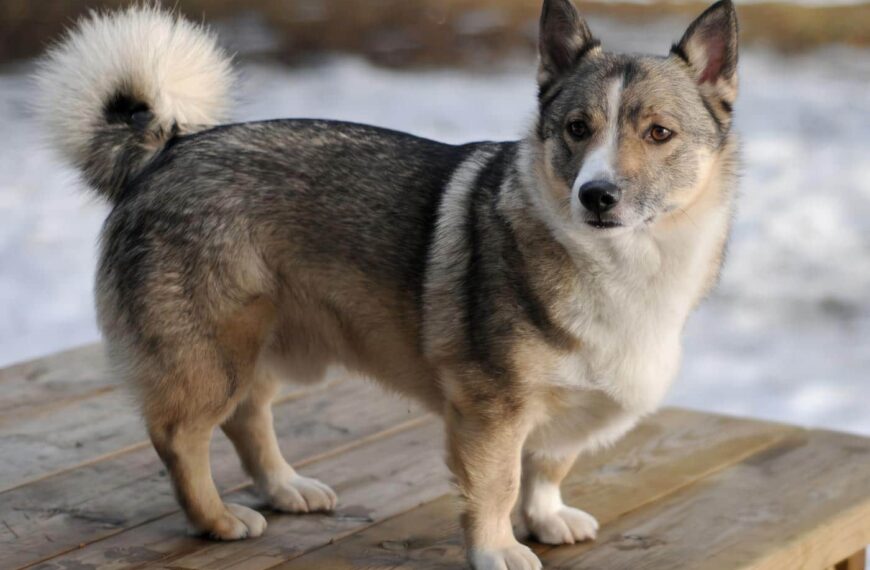 Vallhund Sueco