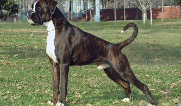 Normas para amos de perros