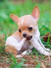 Chihuahua cabeza de manzana
