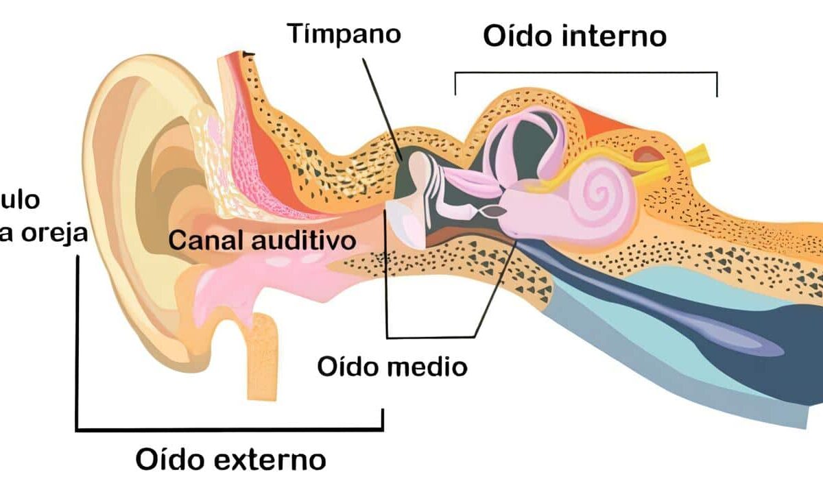 Oído Externo, Oído Interno y Oído Medio