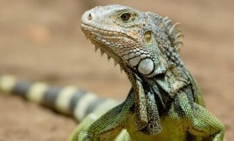 Iguana como Mascota - Características de las Iguanas