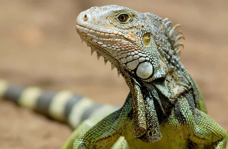 Iguana como Mascota - Características de las Iguanas