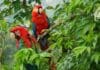 Biodiversidad en Colombia