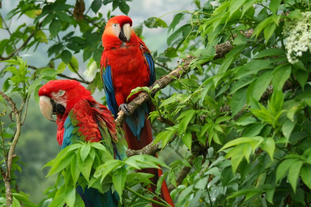 Biodiversidad en Colombia