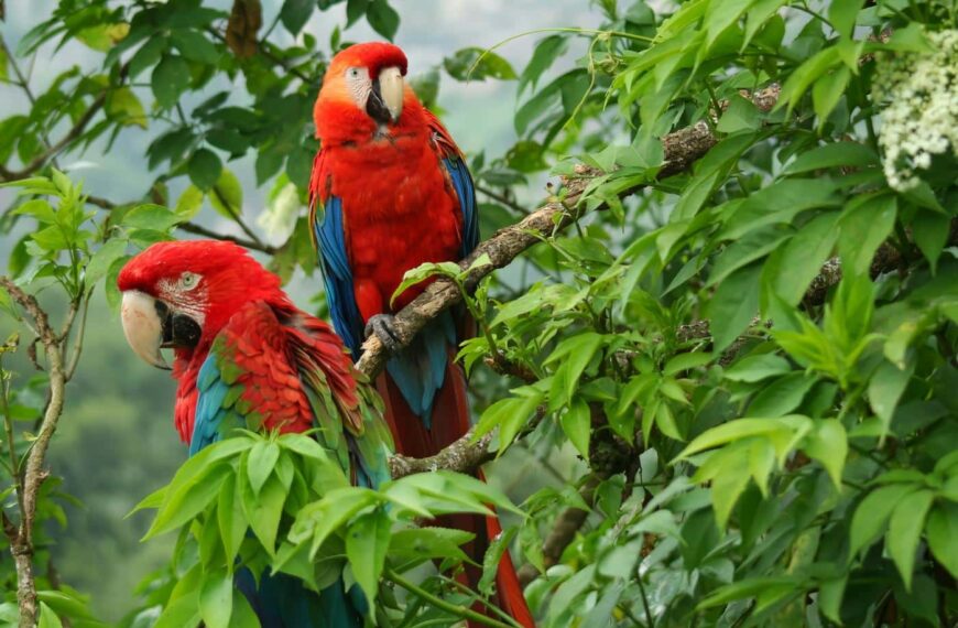 Biodiversidad en Colombia