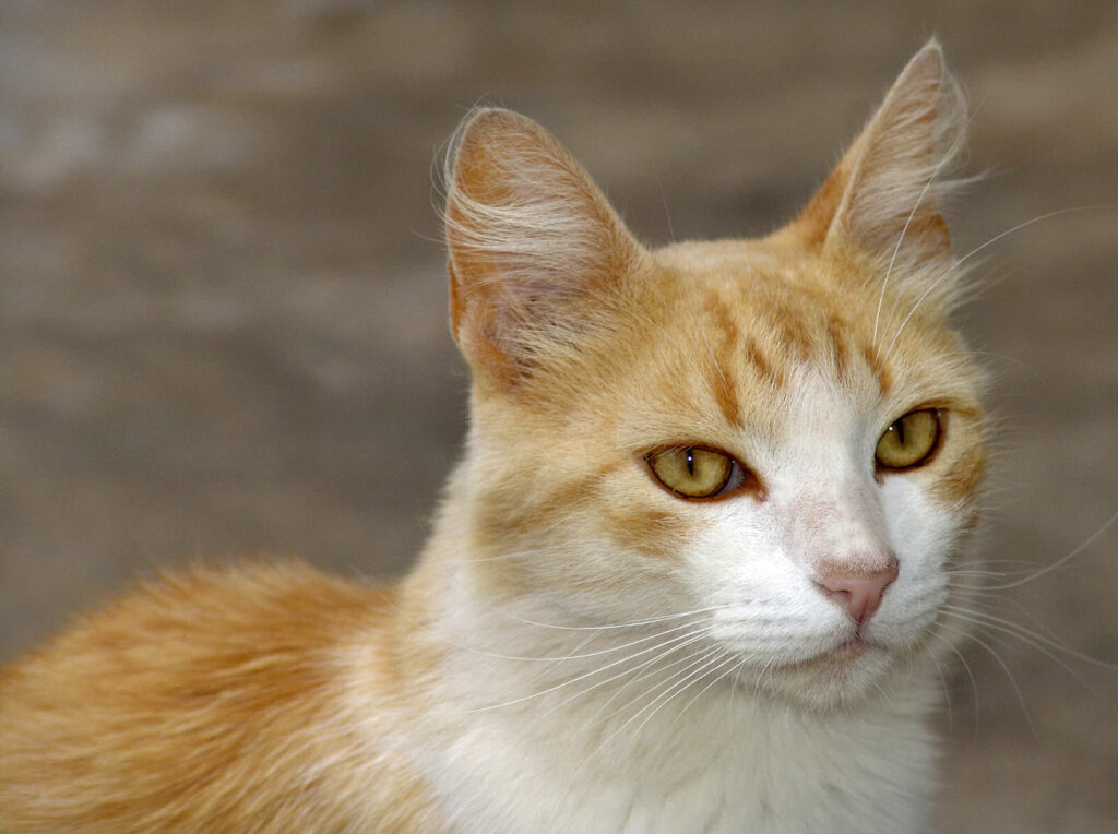 Viajar con Mascotas en Avión