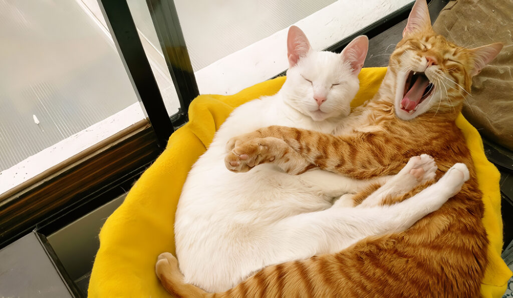 Entender el Lenguaje de tu Gato