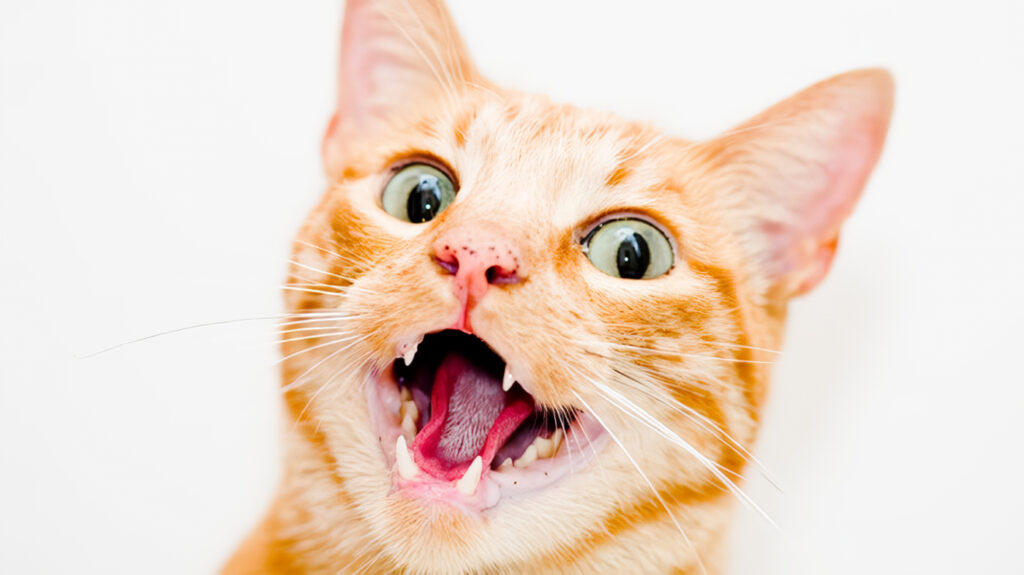 Limpia la Dentadura tu Minino