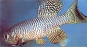Peces Kili - Tipos de Peces - Agua de los peces