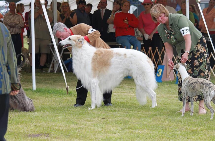 Reclamento Exposiciones Caninas