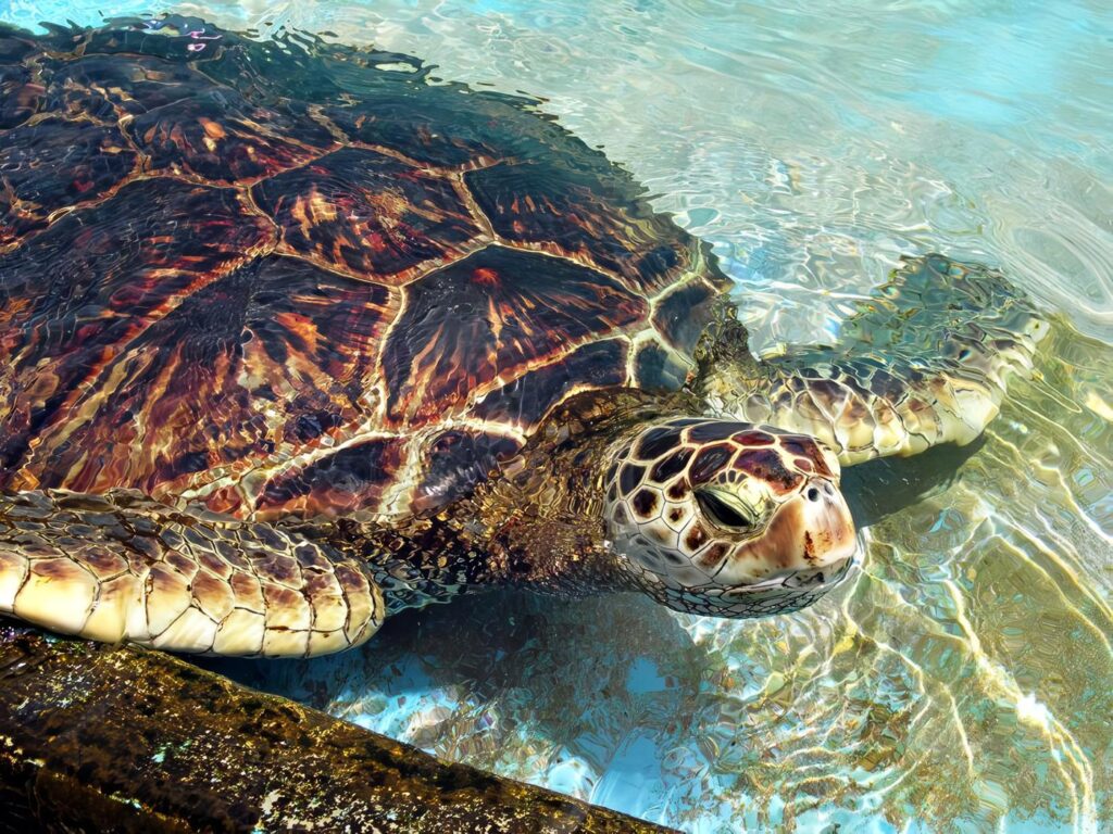tortugas