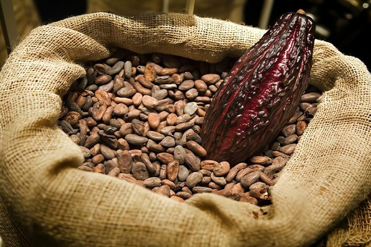 Cacao