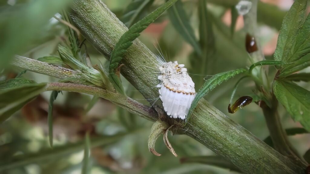 Cochinillas harinosas de los cítricos, Control y Bibliografía