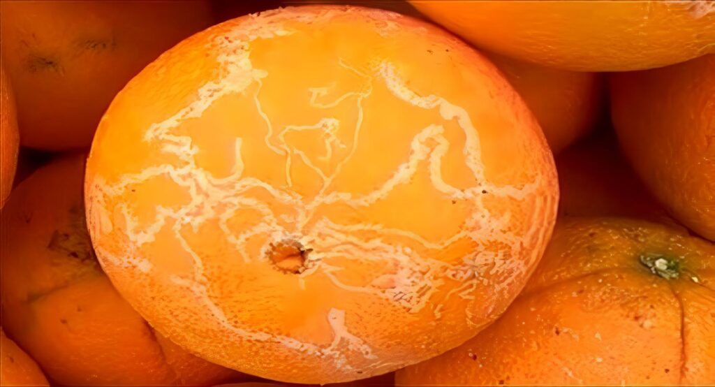 Cáncer de los Cítricos