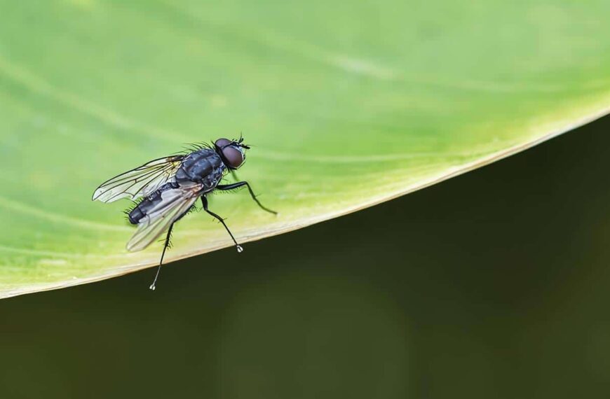 Detección de la mosca de la fruta