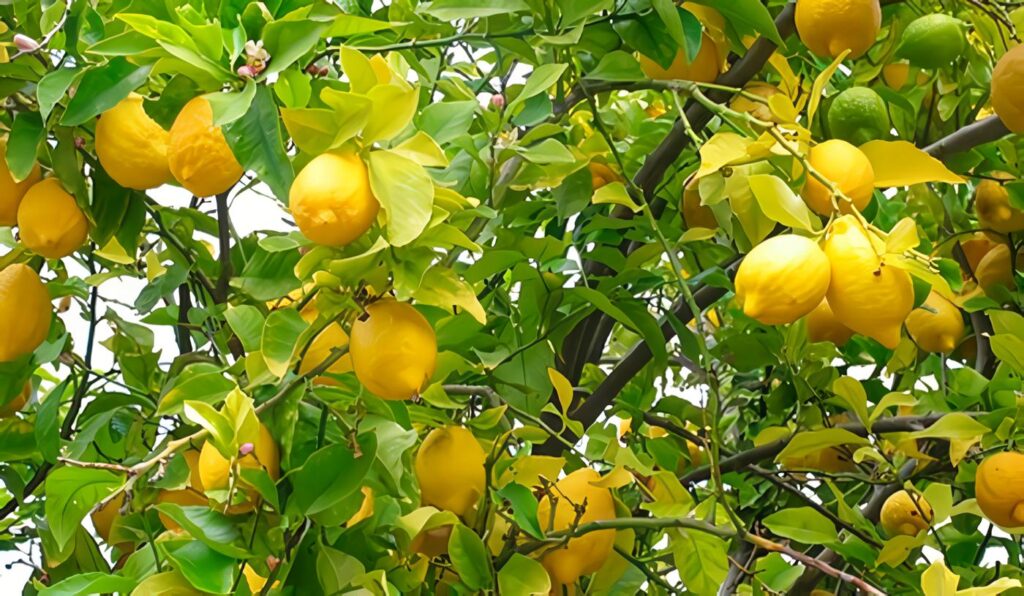 Cáncer de los Cítricos: Detección y Métodos de inspección