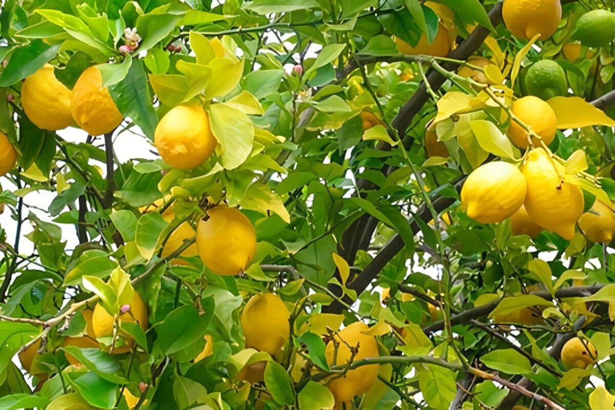 Detección Cancer de citricos