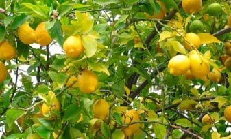 Detección Cancer de citricos