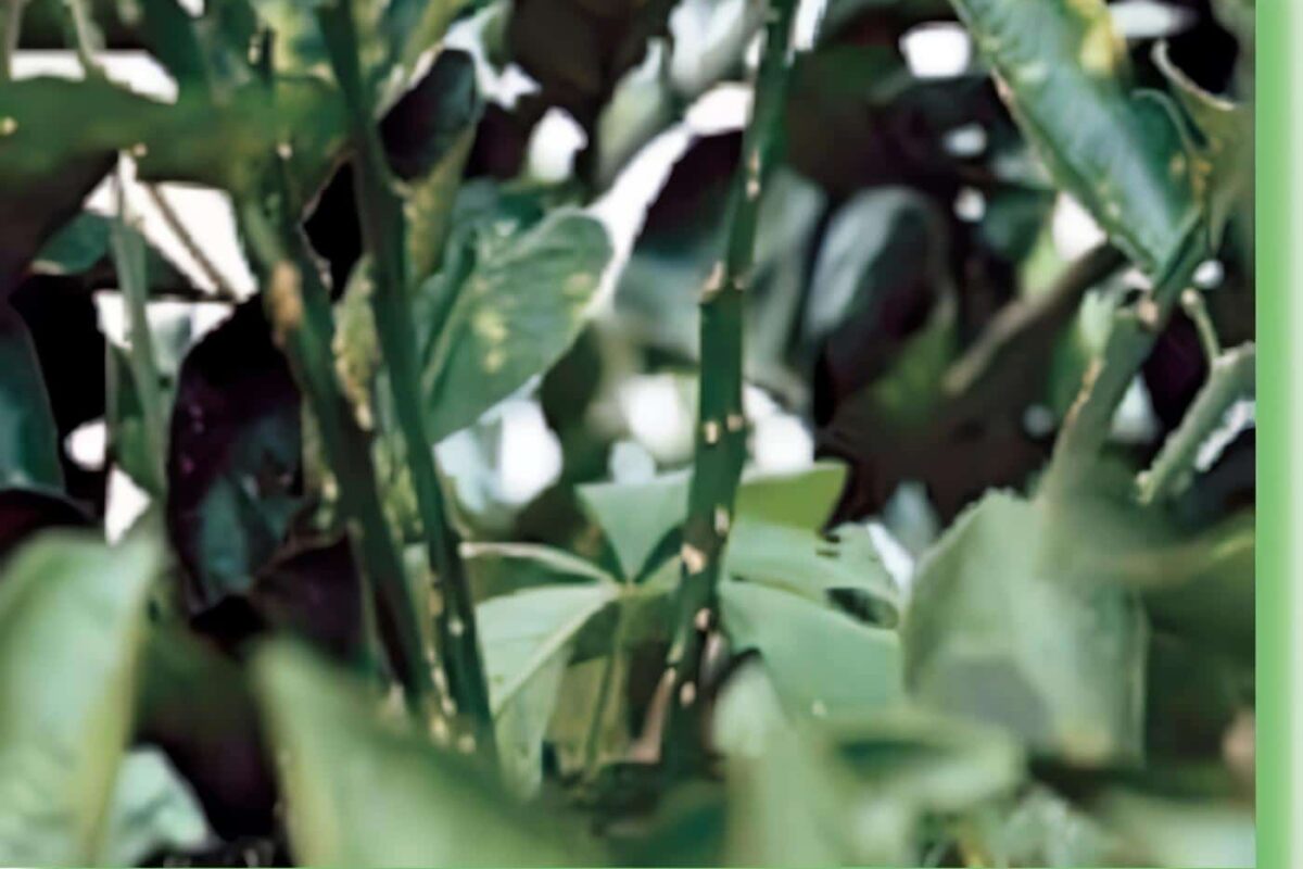 Síntomas de cáncer de los cítricos en ramas