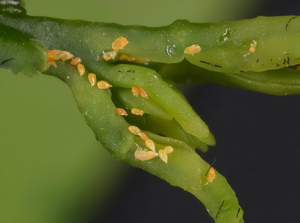 Huanglongbing HLB - Enfermedad que Ataca los Cítricos