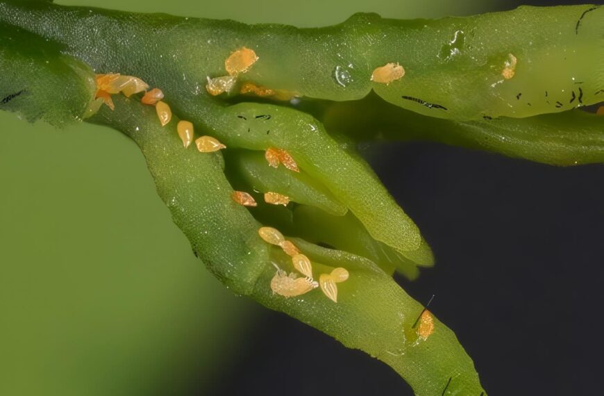 Huanglongbing HLB - Enfermedad que Ataca los Cítricos