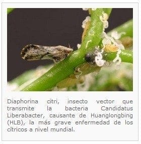 Huanglongbing HLB insecto - Enfermedad que Ataca los Cítricos