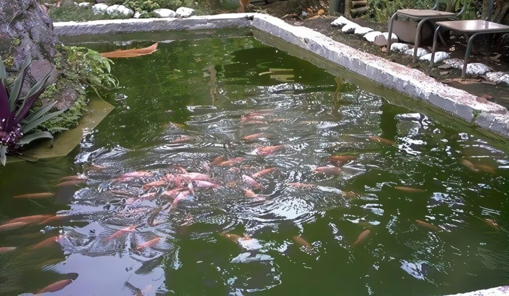 acuicultura