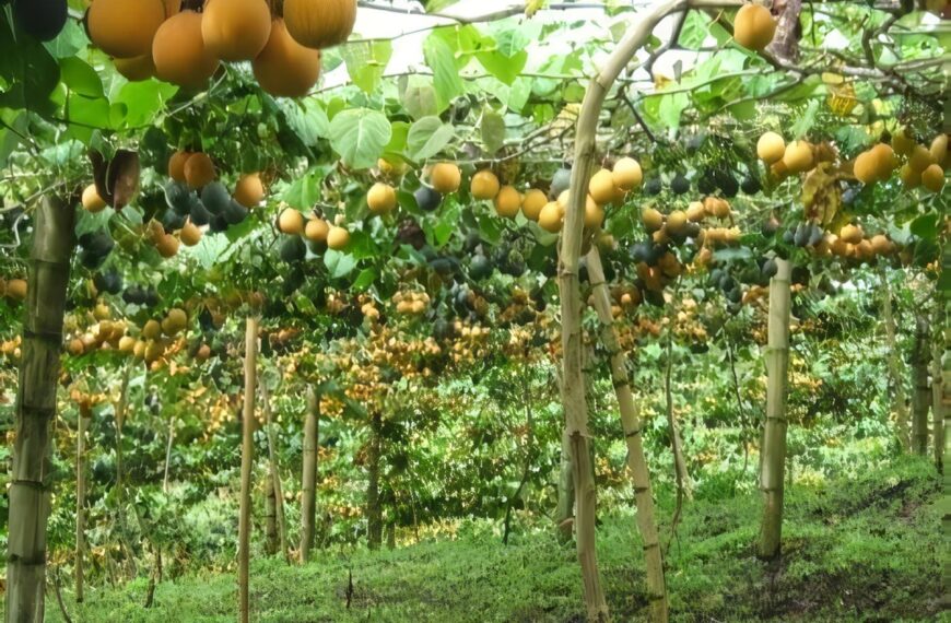 Medidas-Fitosanitarias-Colombia