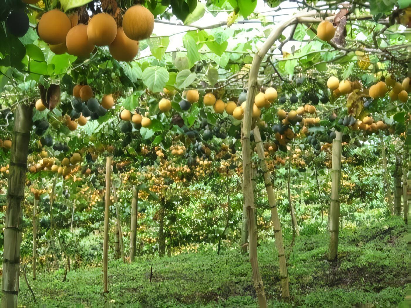 Medidas-Fitosanitarias-Colombia