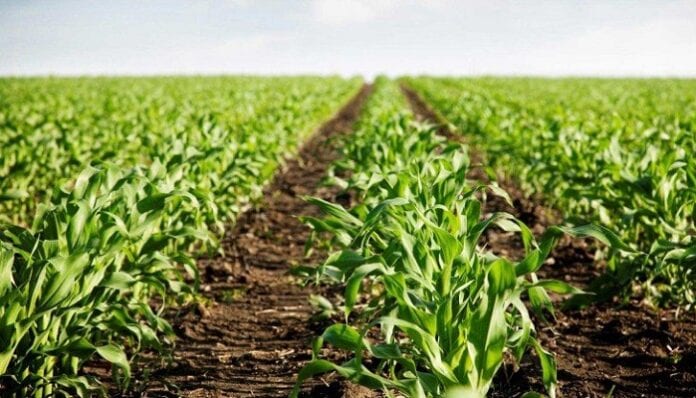 PIB del sector agropecuario