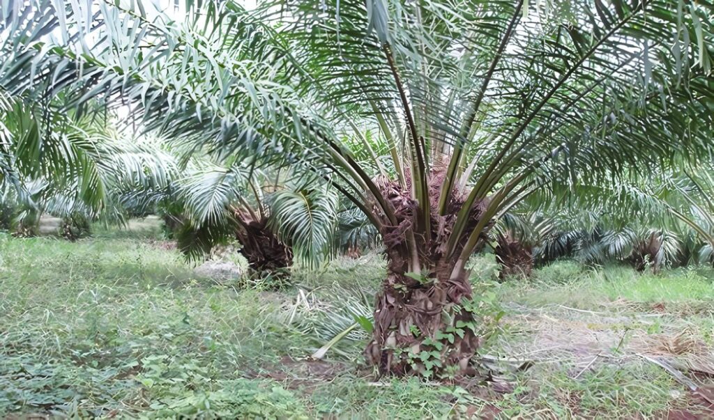 Palma Africana: Productos Agropecuarios de Exportación