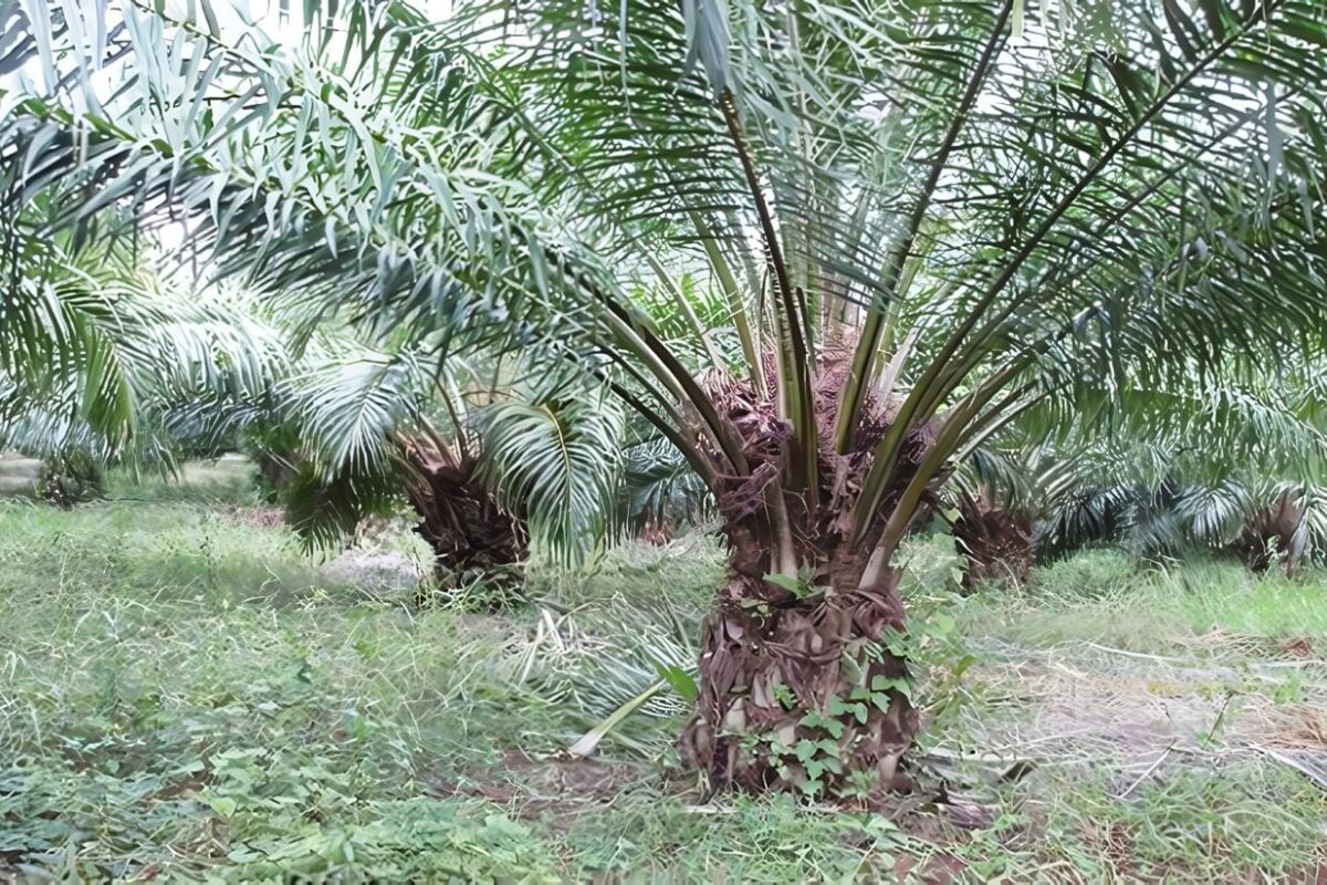 Palma Africana