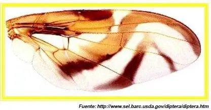 ala derecha de la mosca de la fruta
