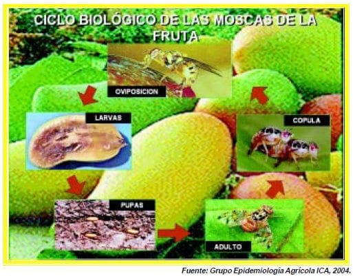 ciclo biologico de las moscas de la fruta