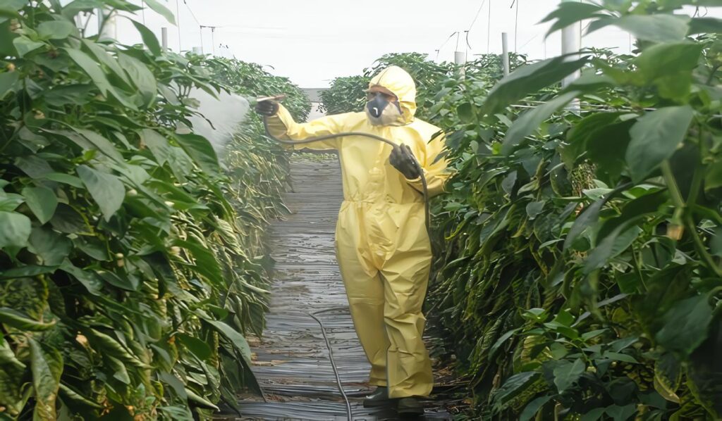 Cochinillas Harinosas de los Cítricos
