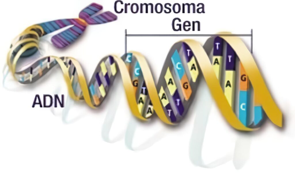 Cromosomas Genes y DNA