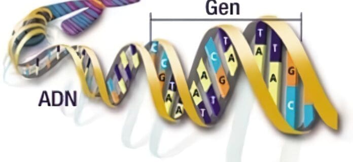 Cromosomas Genes y DNA