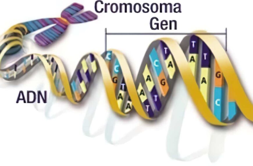 Cromosomas Genes y DNA