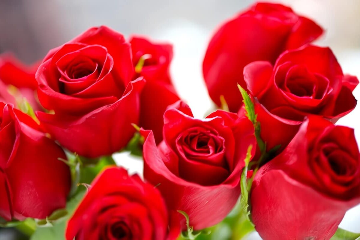 cultivo de la rosa