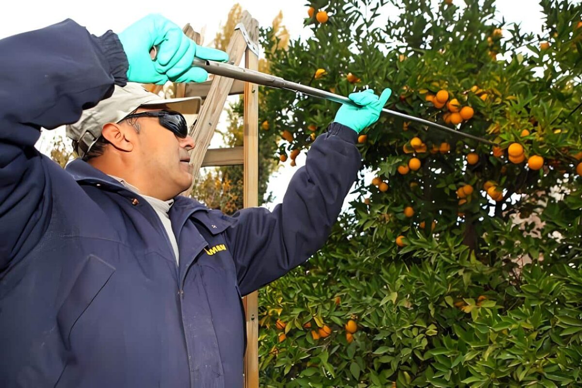 deteccion de la mosca de fruta