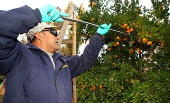 deteccion de la mosca de fruta