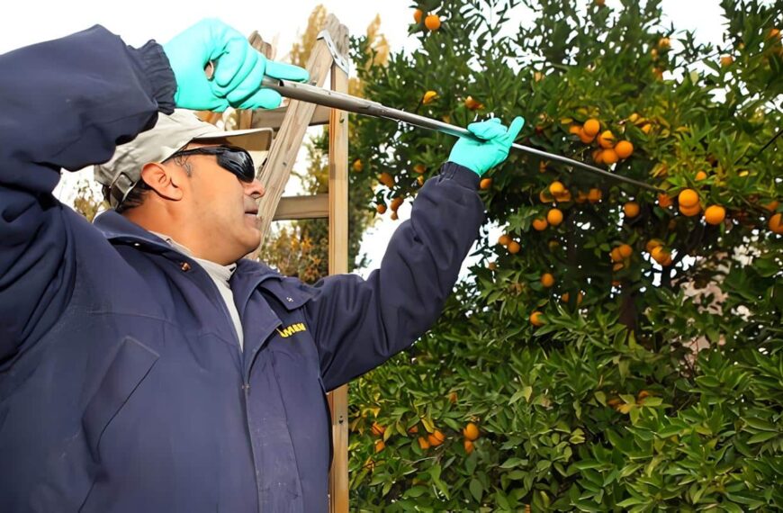 deteccion de la mosca de fruta