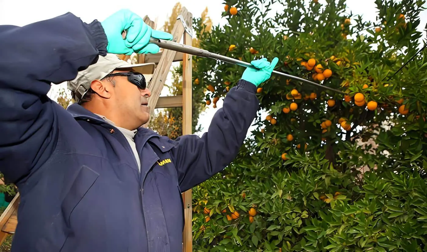 deteccion de la mosca de fruta