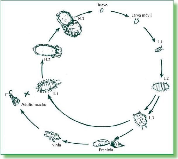 Ciclo biológico de la familia Pseudococcidae