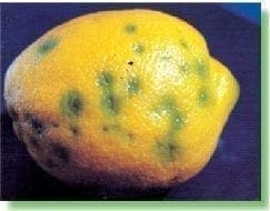 Daño causado por Pseudococcus sp. en limón