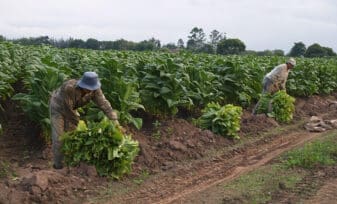 investigación agrícola internacional