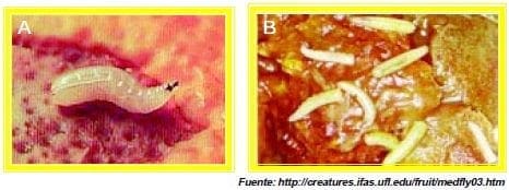 larvas de moscas de la fruta