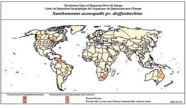 mapa cancer citricos, cochinillas harinosas